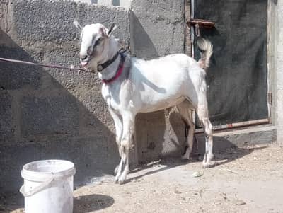 Teddi,teddy ablak breeder Bakra barbari Ando tedy