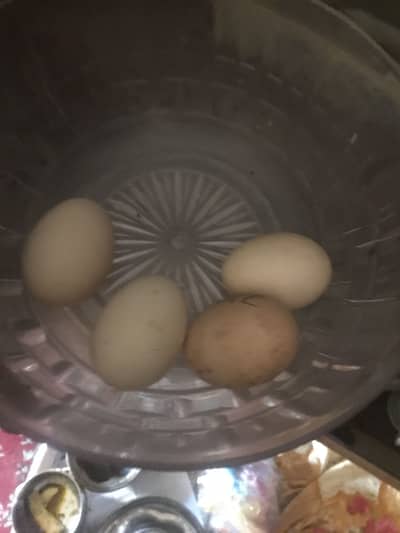 Eggs for sale jawa murrga and muski murge