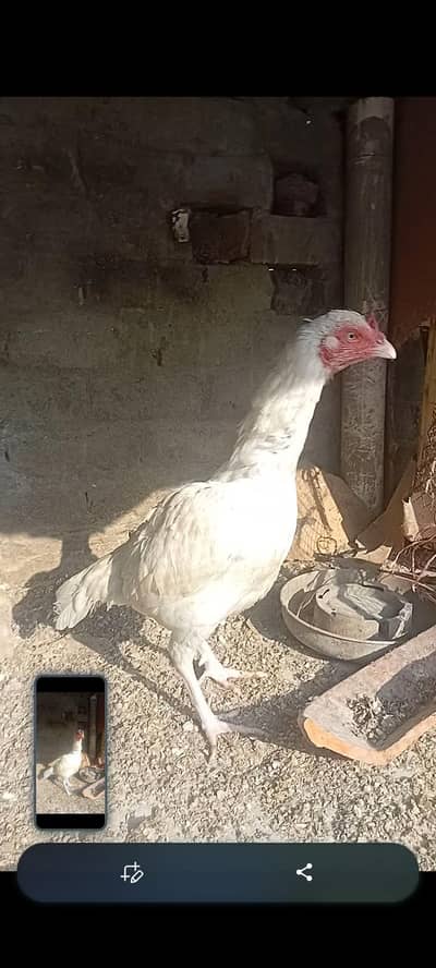 White Aseel Eggs Laying Female