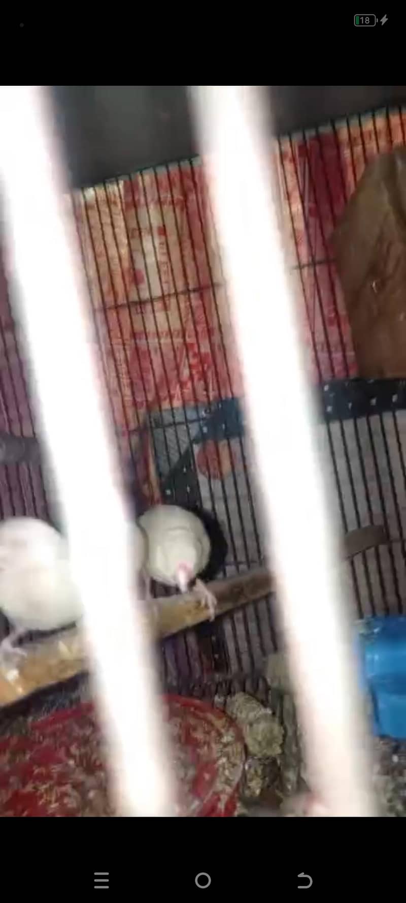 Fawn java White java pathay 0