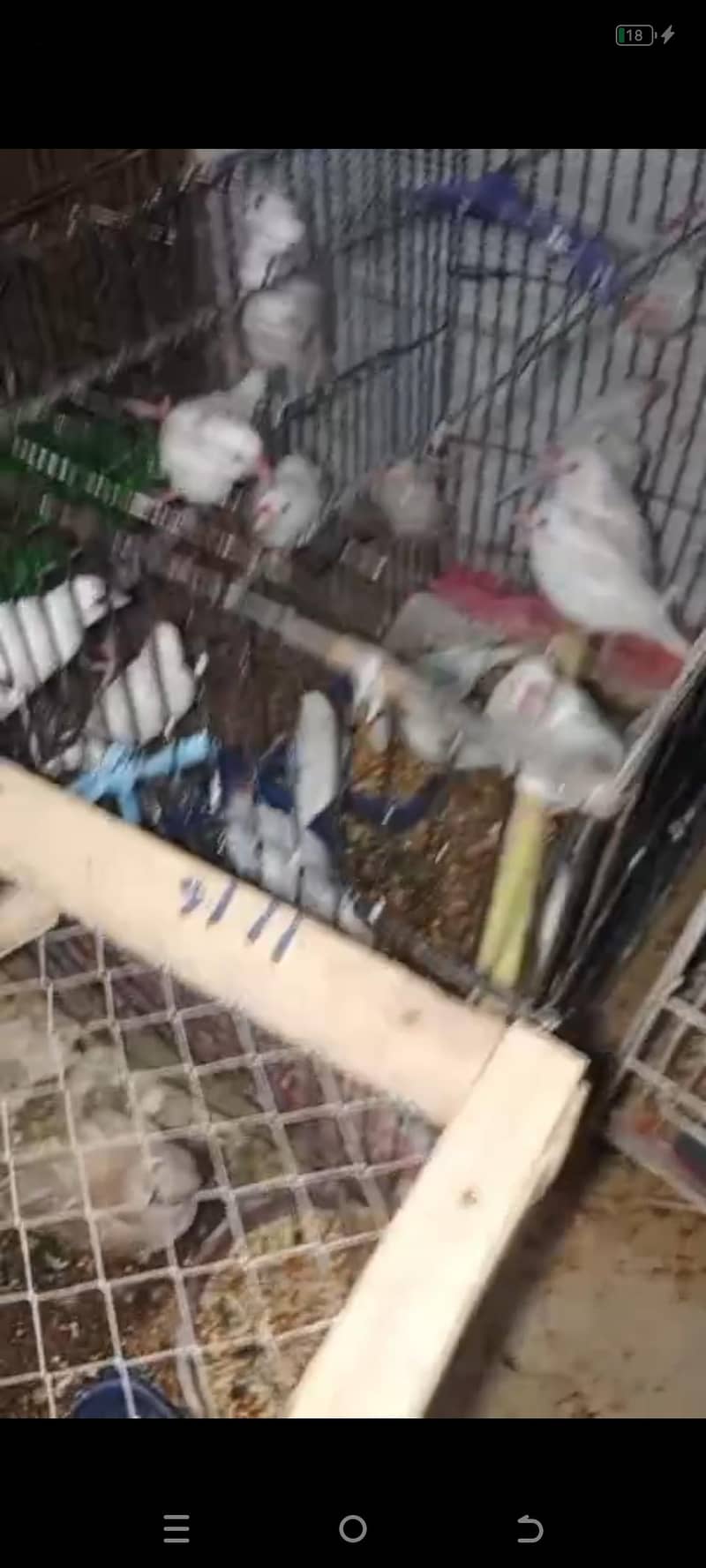 Fawn java White java pathay 1