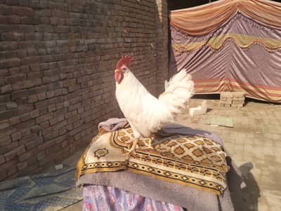 Pure white Farmi Murga