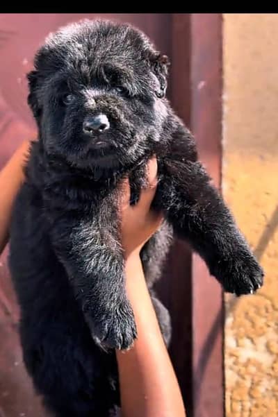 Black German shepherd puppies pair | long coat Dog | GSD Puppy