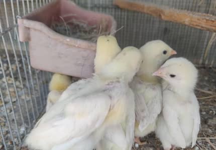 0324-7029776 Heera 5 Chicks Available