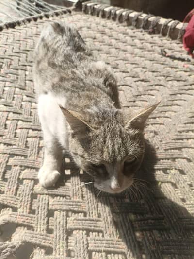 cat for sell contact 03162862232