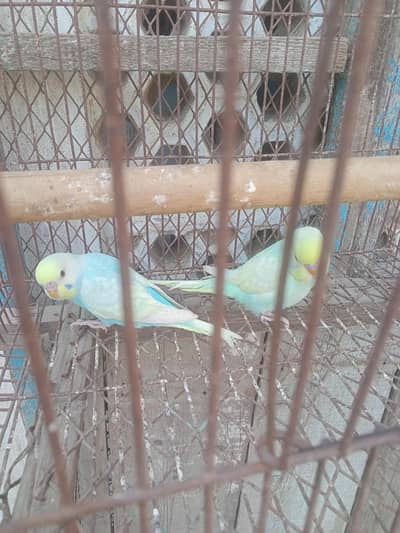 mashallah rainbow  phattay for sale