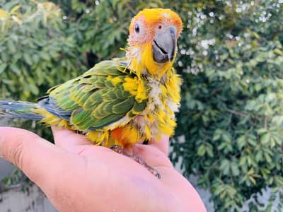 Sunconure chick hand feed