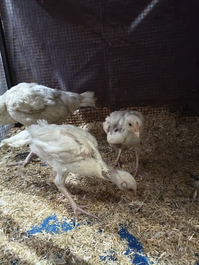 Heera Aseel 3 Chicks Top Quality