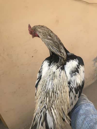 One Jawa male and female and 3chicks