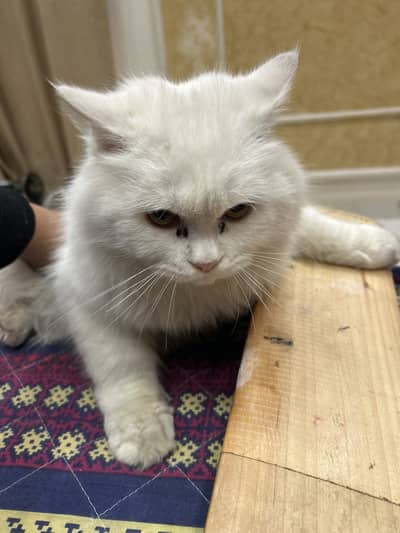 Persian cat