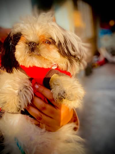 shihtzu female dog f