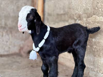 BAKRA CHAMBA GULABI PINK NOSE