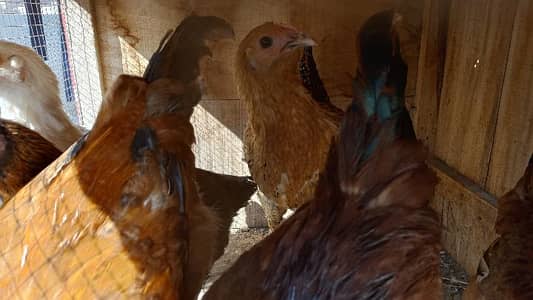 Golden hen for sale. we also have lomen brown misri murgi. 1 male hen a