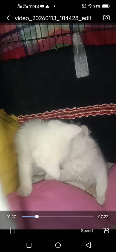 pair of pure white kittens  only  15k