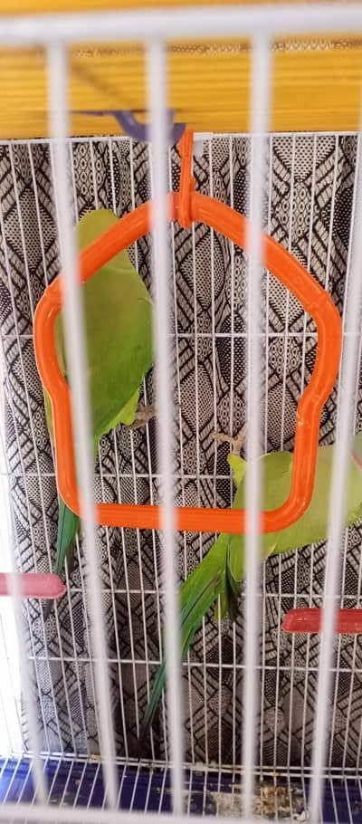 RingNeck pair for sale (Mithu)