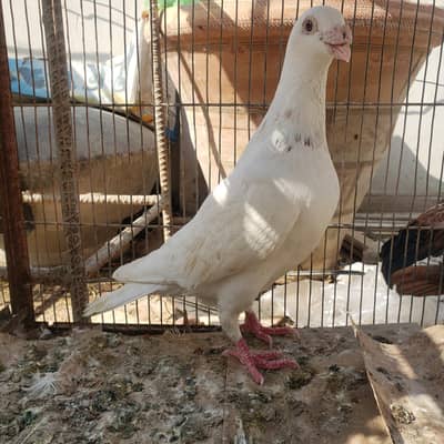 German beauty pigeon