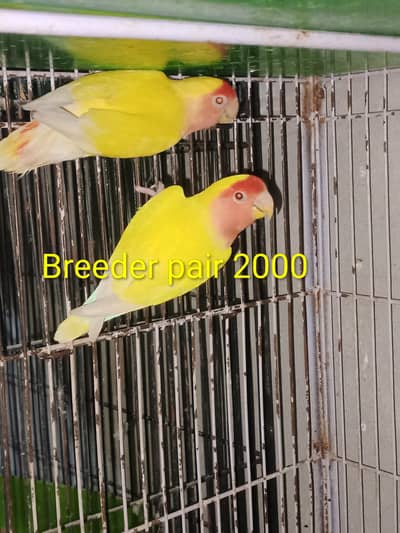 Breeder pairs 03201045171