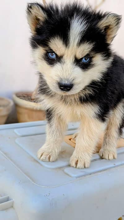 Siberian husky male puppy