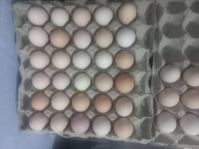 fresh desi eggs available
