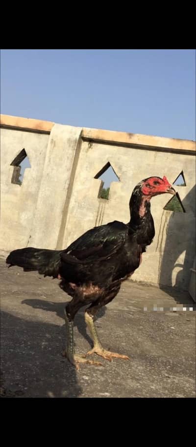 panus pkoe Madi pyour double Hadi ki 03279549501