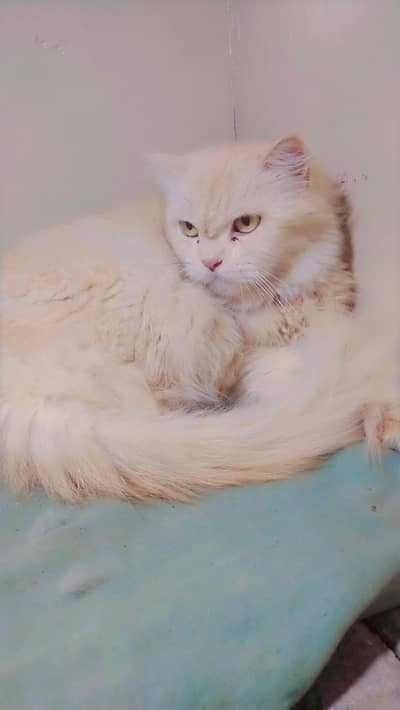 Persian female price 7k