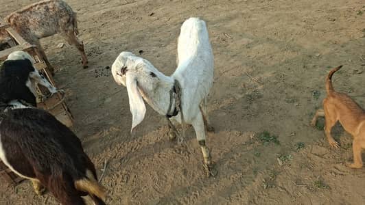 bakra for sale, breeder bakra, bakri for sale, goats, goats child