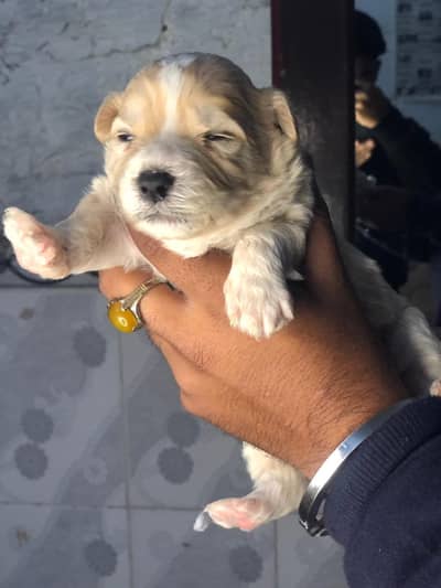 Russian dogs for sale