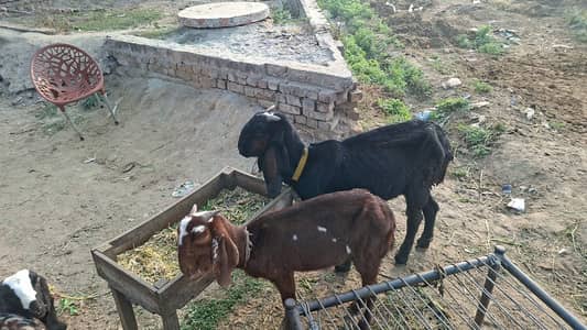 bakra for sale, breeder bakra, bakri for sale, goats, goats child