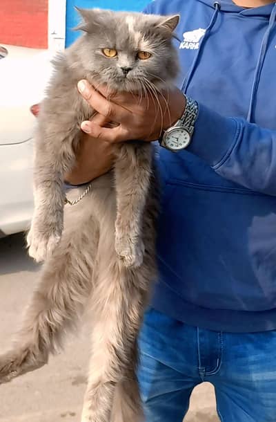 Female persian cat . , Triple coated  Smokey Grey Clolor