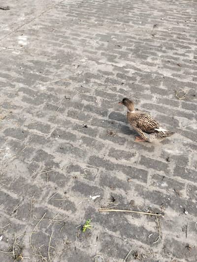 Desi ducks nice  bread