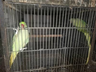 Pahari parrot pair jori