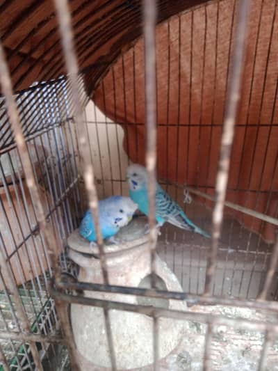 pear full loving 10 by 10 full size pair