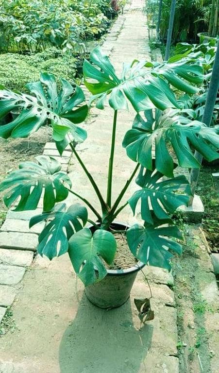 Live Monstera indoor plant with pot | Indoor decoration plant | Oxygen plant | Room decoration plant | House decoration plant | plant parlour