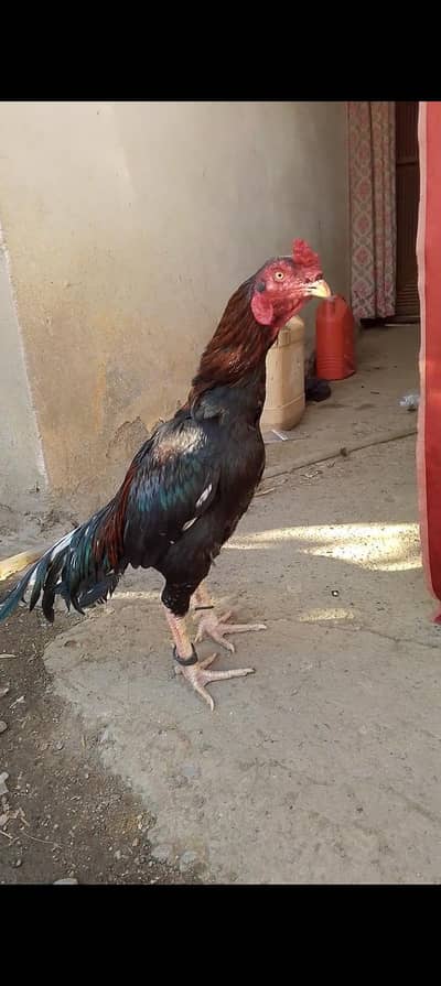highe quality bird available