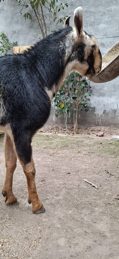 Barbari Galmori Male Bredar