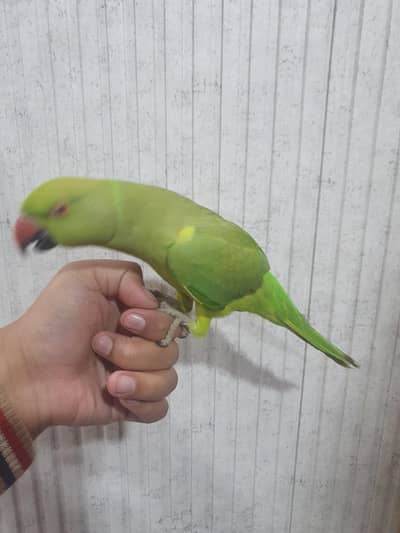 green parrot hande tame
