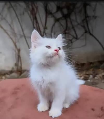 Persian female kitten for sale. my WhatsApp number 0320*24-100*47