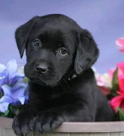 pure breed Labrador puppy. . . CASH ON DELIVERY