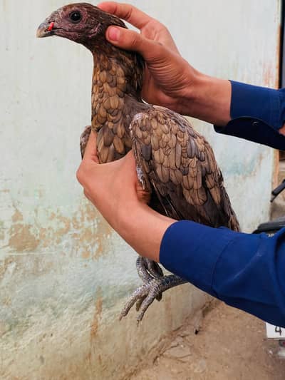 imported Thai dragon 