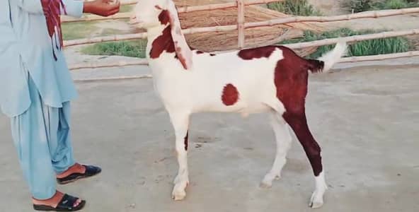 Bakra for sale call me _ 03460423873