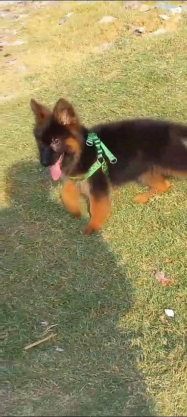 German shepherd puppies  my WhatsApp number 03245285207