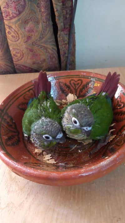 green cheek conure chick pair parrots available