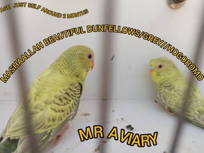 Dun fellows Bugri look like females just self