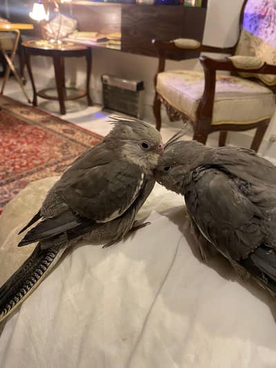 Beautiful Pair of White-Faced Grey Cockatiels for Sale