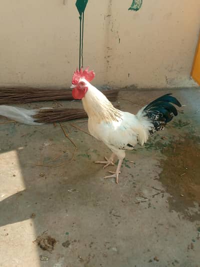 dasi hen male for sale