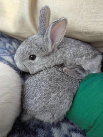 Flemish Bunnies  Imported  Breed for sale