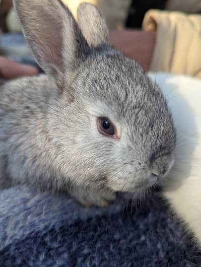 Flemish Bunnies  Imported  Breed for sale