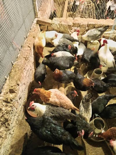 Australorp / Fayoumi