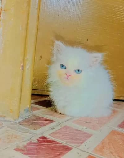 Persian female kitten for sale. my WhatsApp number 0320*24-100*47