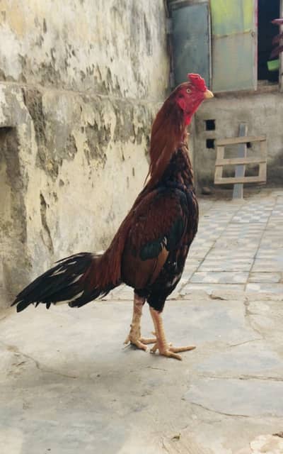 Aseel murga for sale